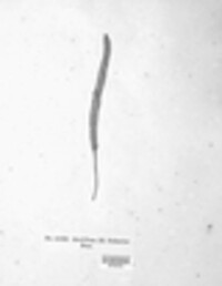 Puccinia sii-falcariae image